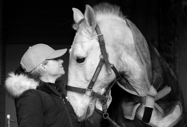 You are currently viewing cheval