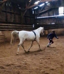 Lire la suite à propos de l’article Cheval