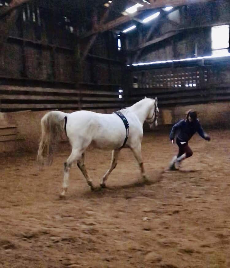 You are currently viewing Cheval