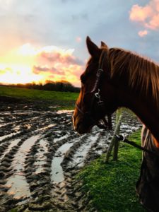 Lire la suite à propos de l’article Cheval