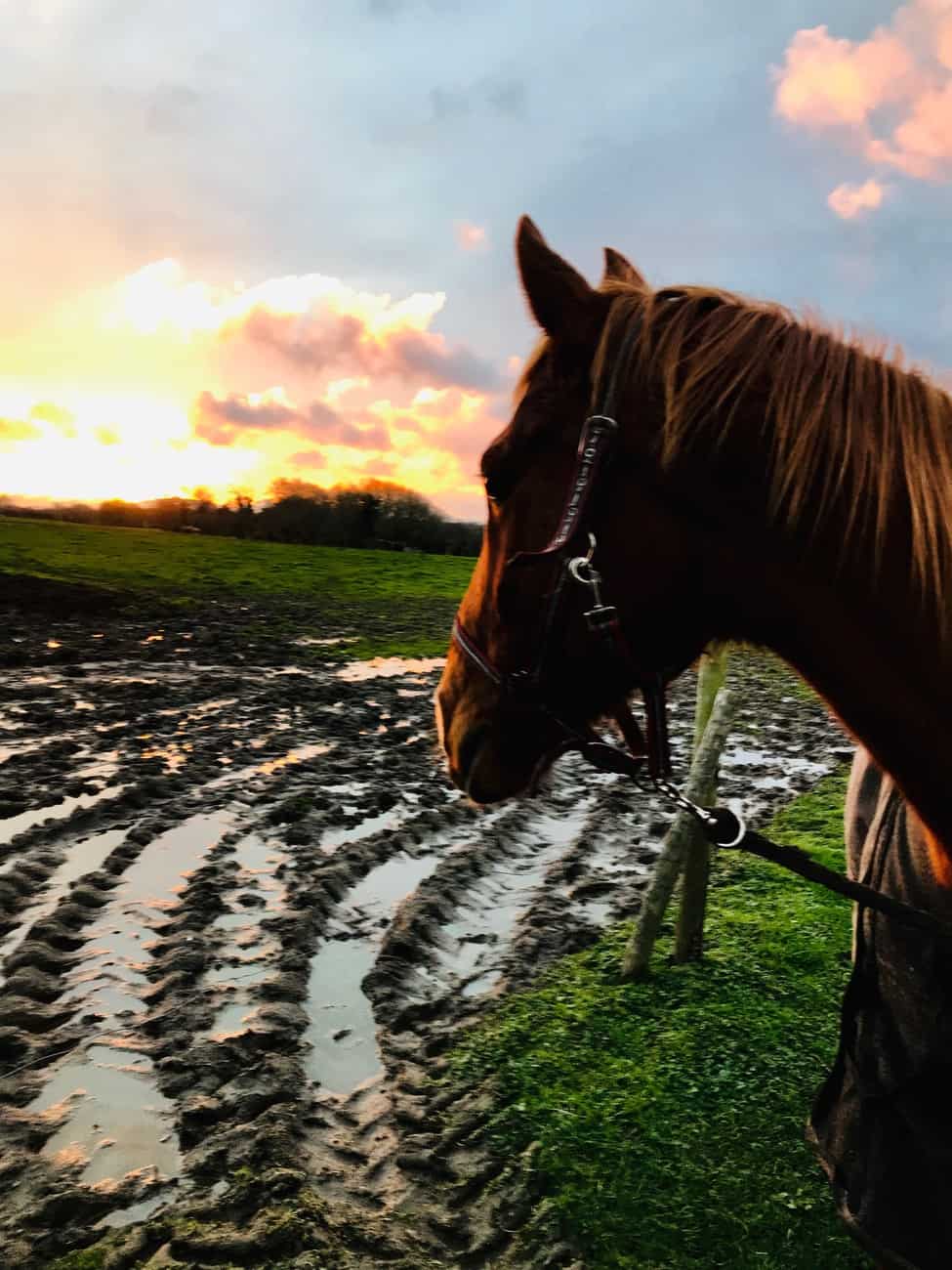 You are currently viewing Cheval