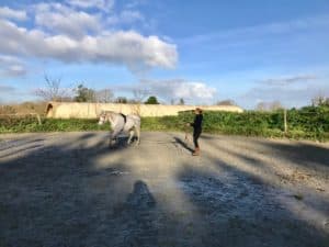 Lire la suite à propos de l’article cheval