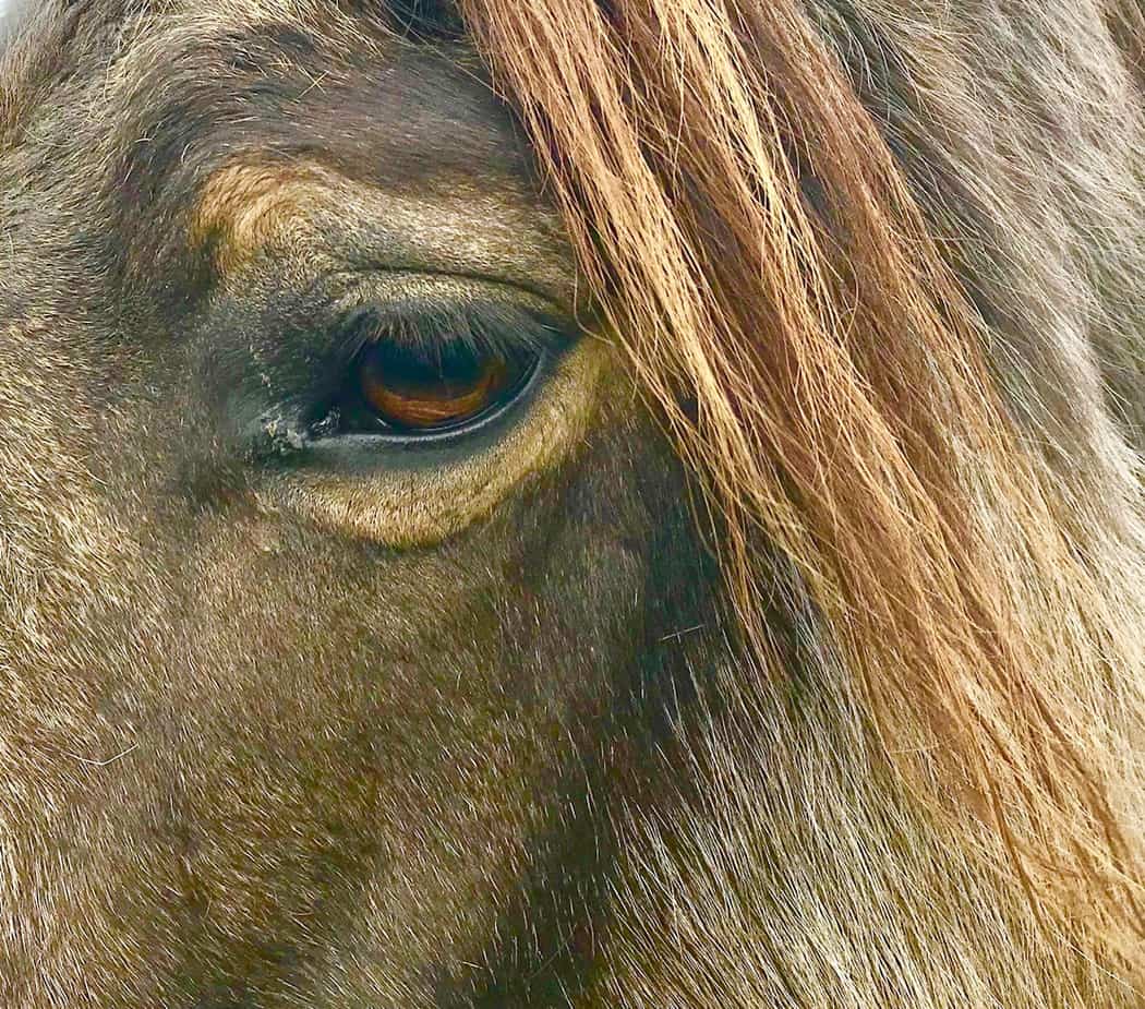 You are currently viewing Cheval