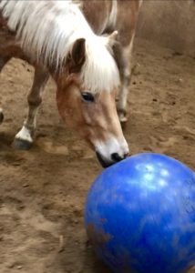 Lire la suite à propos de l’article Cheval