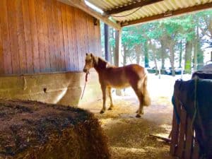 Lire la suite à propos de l’article Cheval