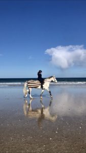 Lire la suite à propos de l’article Cheval