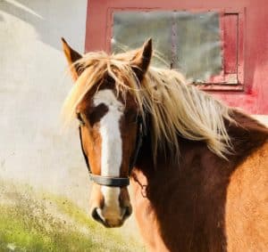 Lire la suite à propos de l’article Cheval