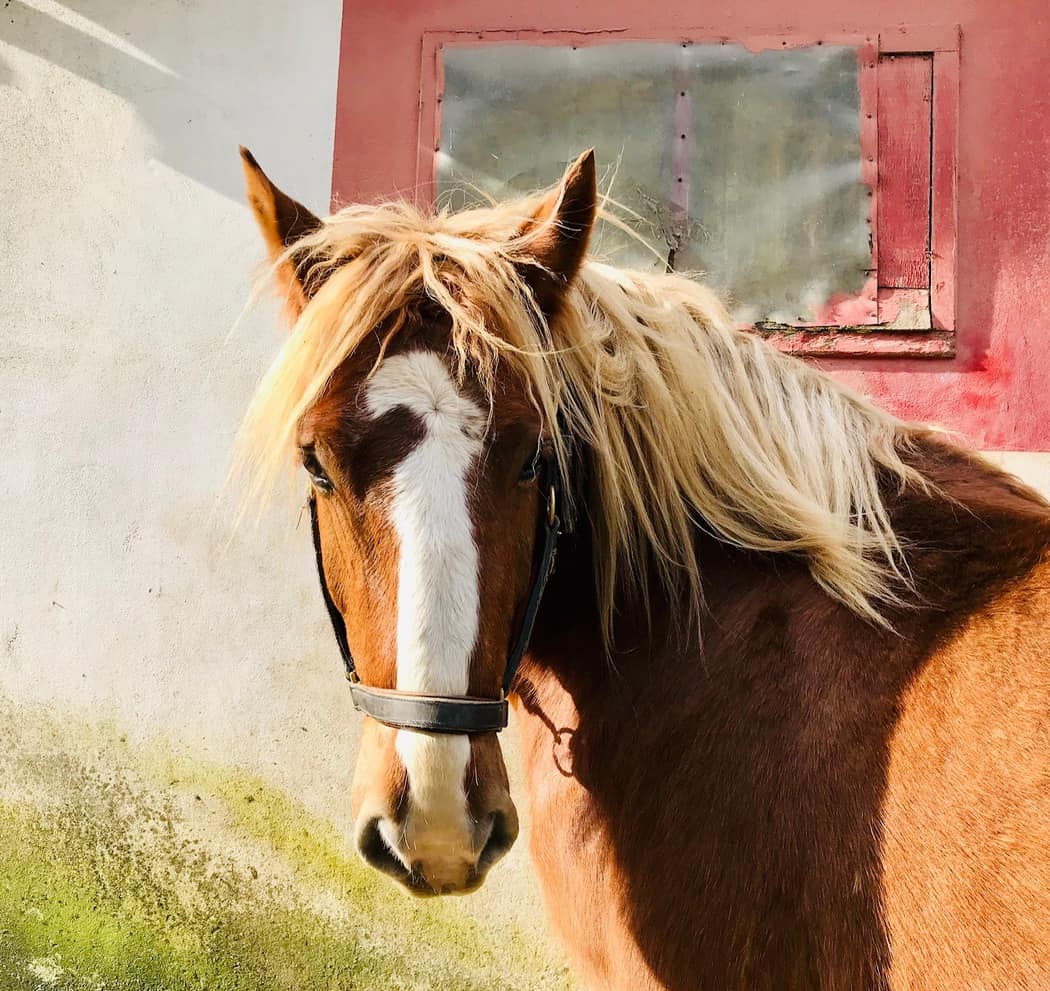 You are currently viewing Cheval