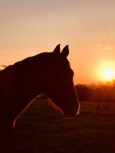Lire la suite à propos de l’article Cheval Soleil