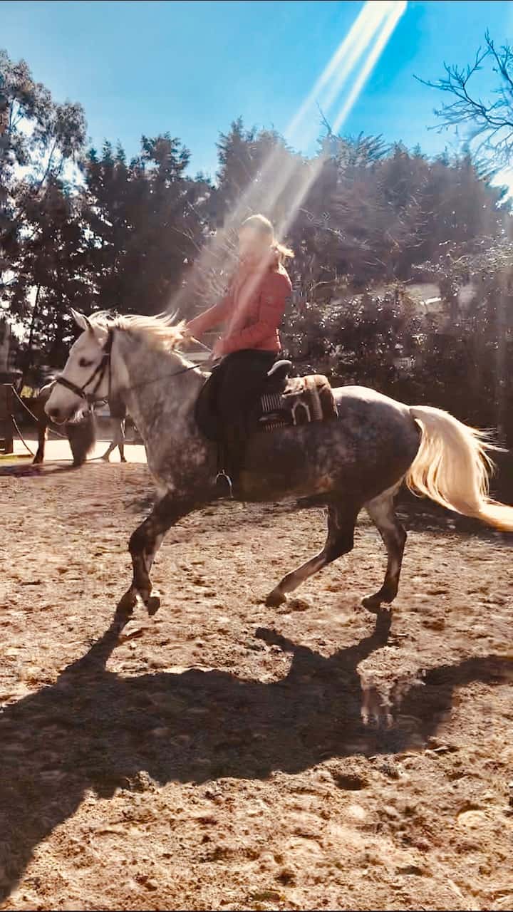 You are currently viewing Cheval