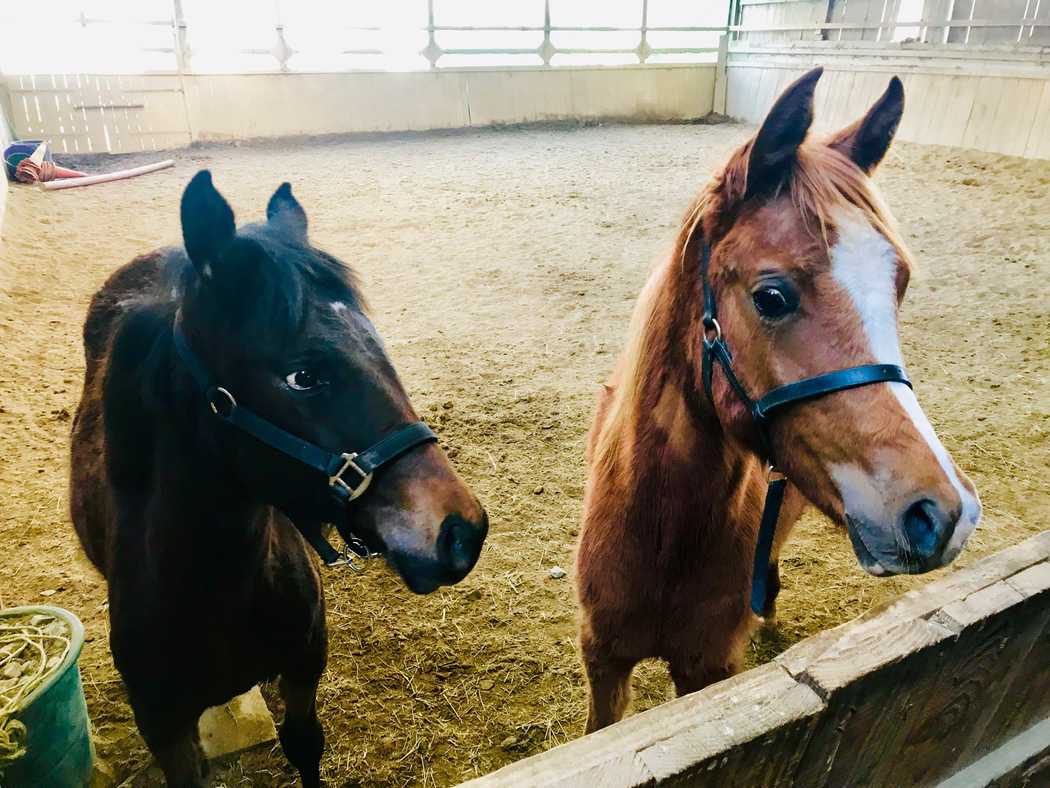 You are currently viewing Chevaux