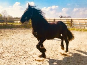 Lire la suite à propos de l’article Cheval