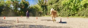 Lire la suite à propos de l’article Cheval