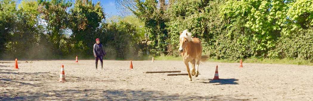 You are currently viewing Cheval
