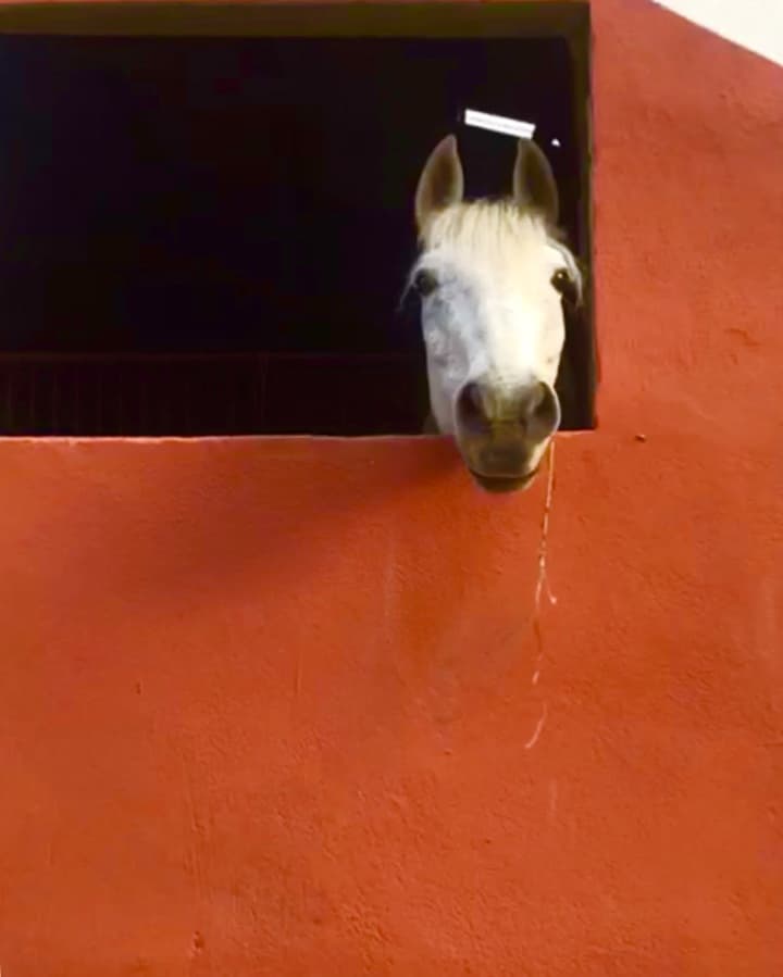 You are currently viewing Cheval