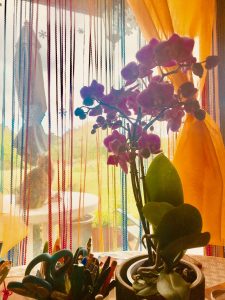 Lire la suite à propos de l’article Fleurs