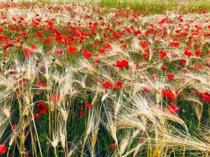 Lire la suite à propos de l’article Coquelicot