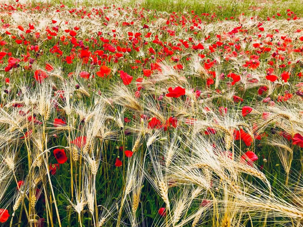 You are currently viewing Coquelicot
