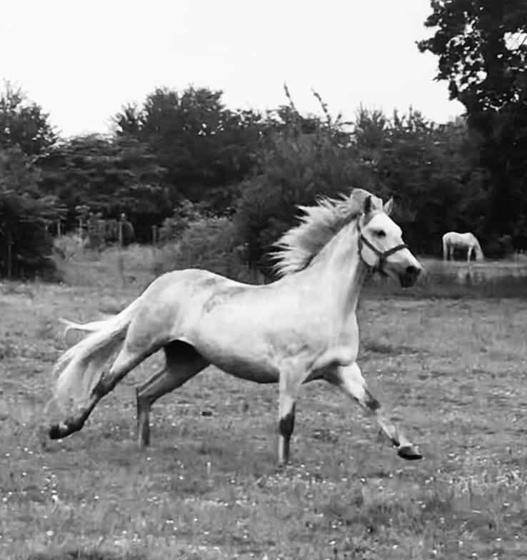 You are currently viewing Cheval