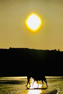 Lire la suite à propos de l’article Cheval Soleil