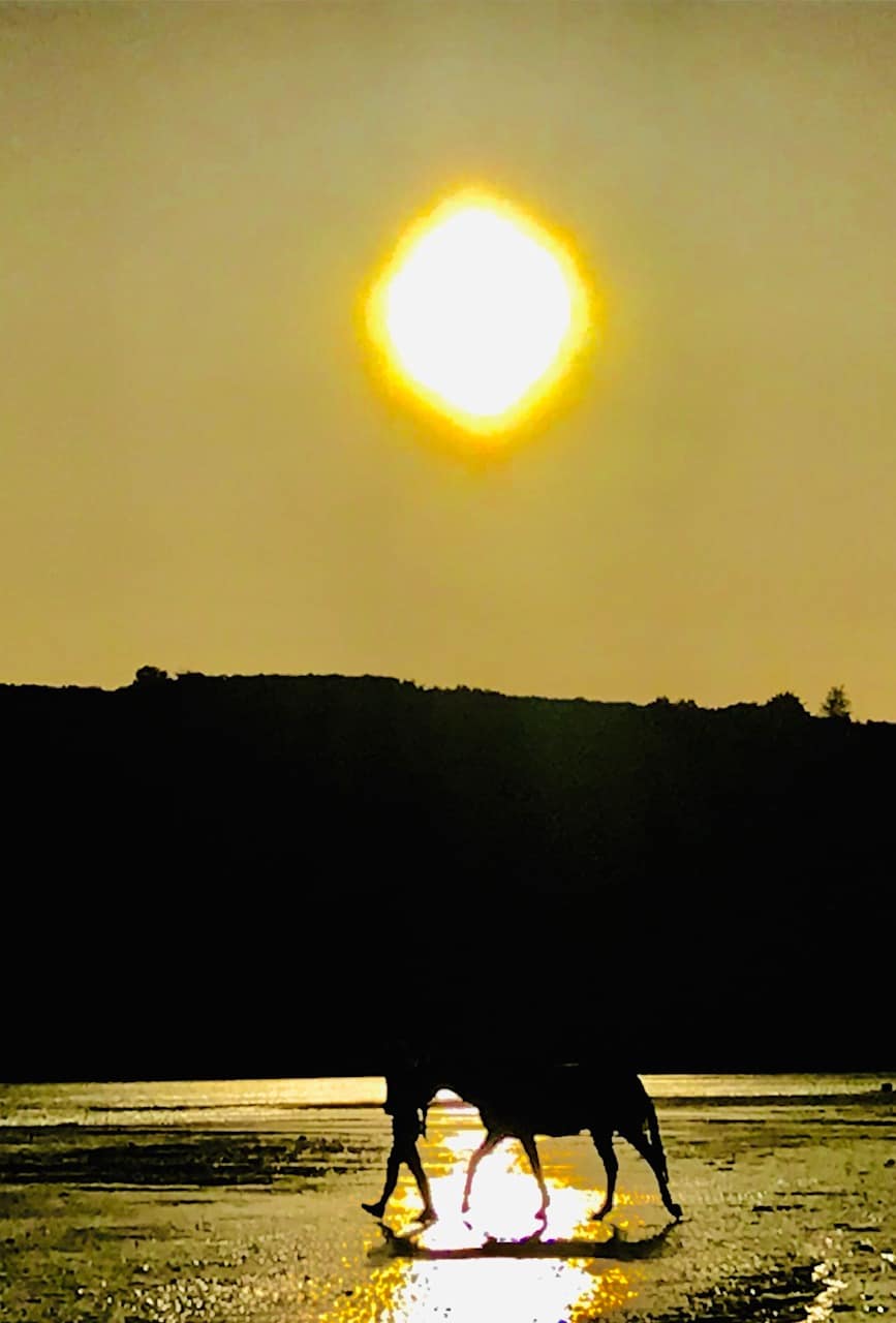 You are currently viewing Cheval Soleil