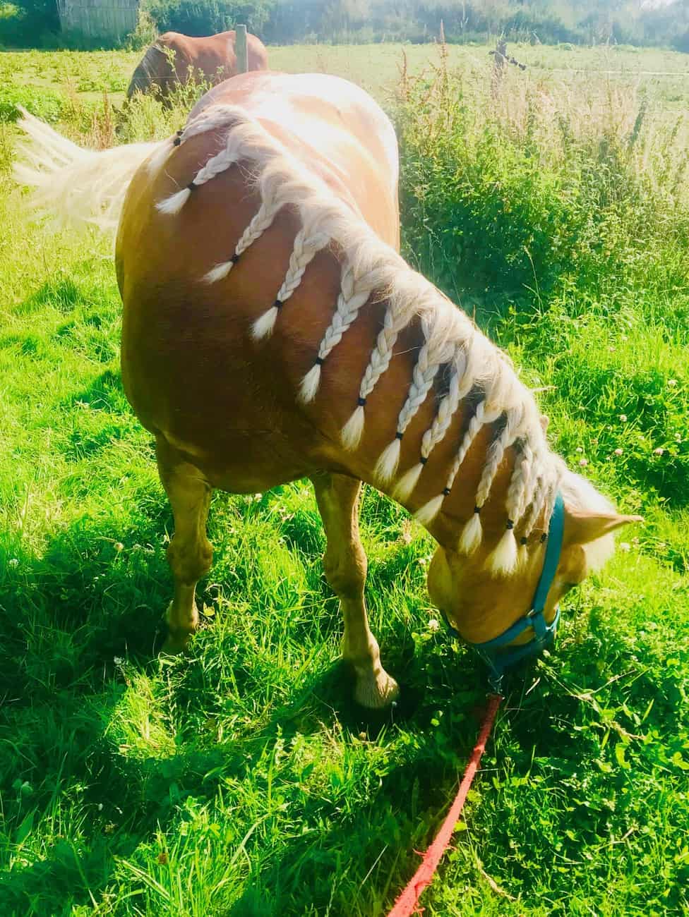 You are currently viewing Cheval