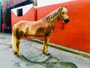 Lire la suite à propos de l’article Cheval
