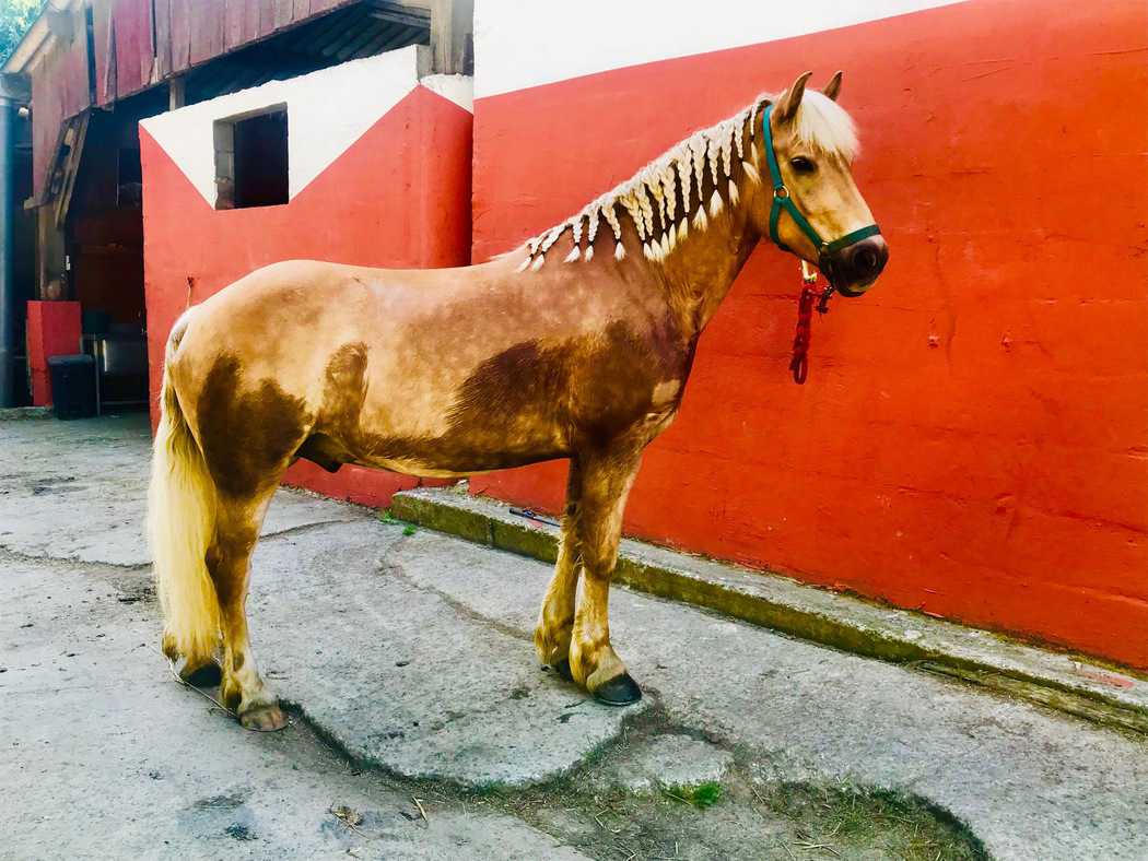 You are currently viewing Cheval