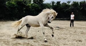 Lire la suite à propos de l’article Cheval