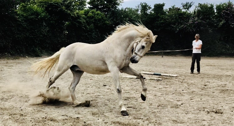 You are currently viewing Cheval