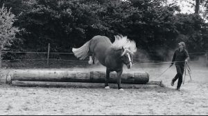 Lire la suite à propos de l’article Cheval
