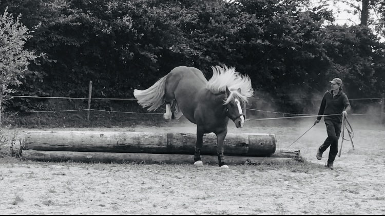 You are currently viewing Cheval