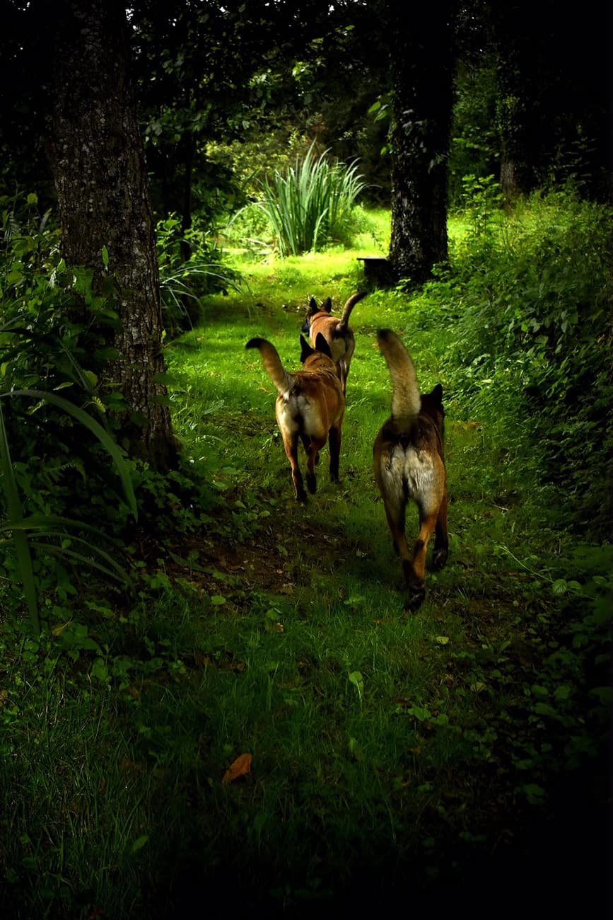 You are currently viewing chiens courent
