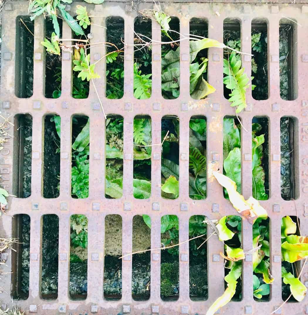 You are currently viewing Green Grille
