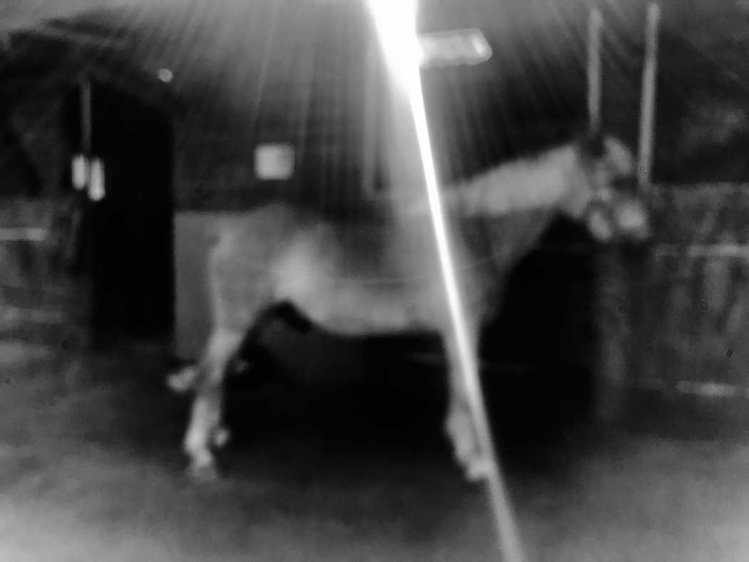 You are currently viewing Cheval