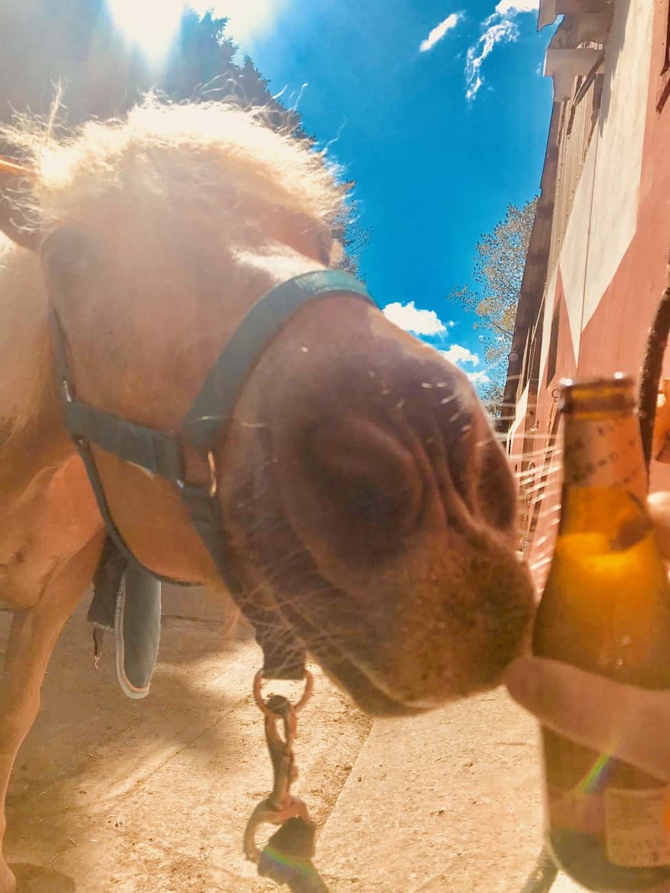 You are currently viewing Cheval