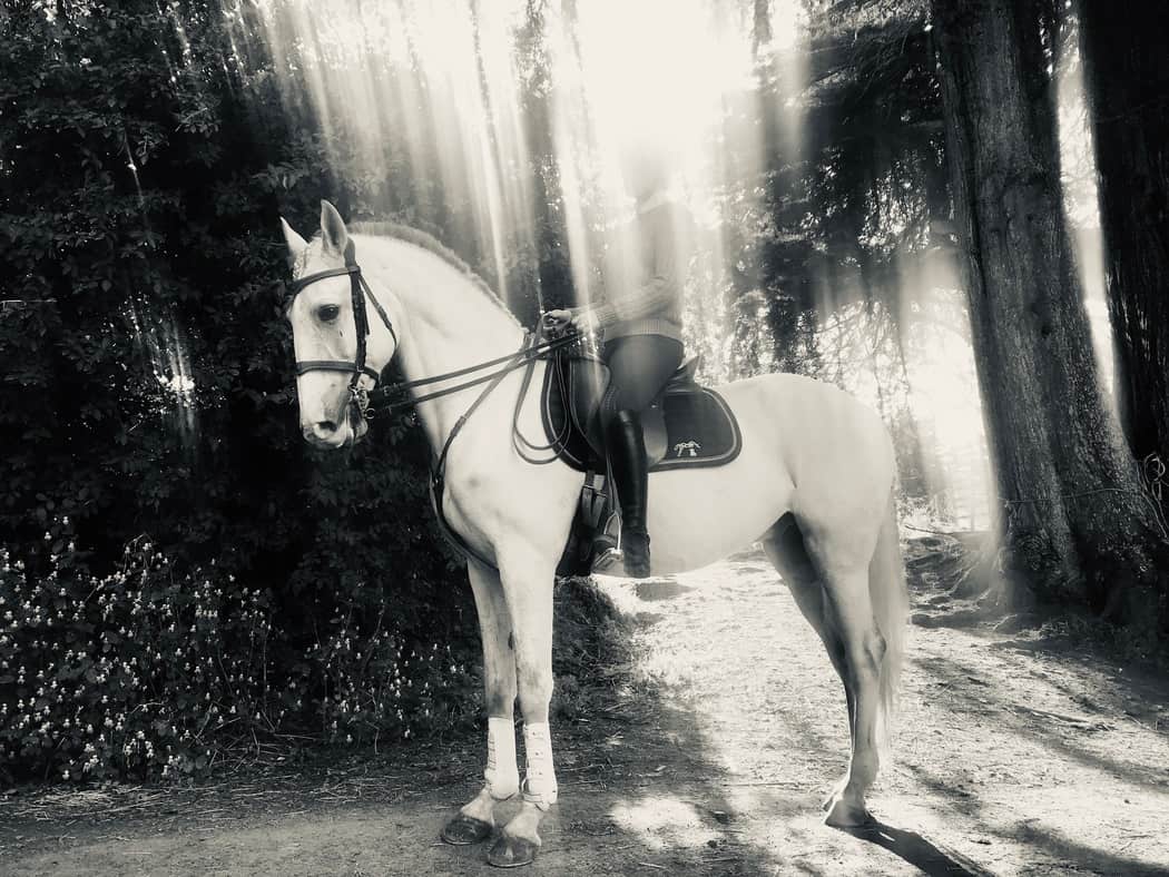 You are currently viewing Heaven Horse