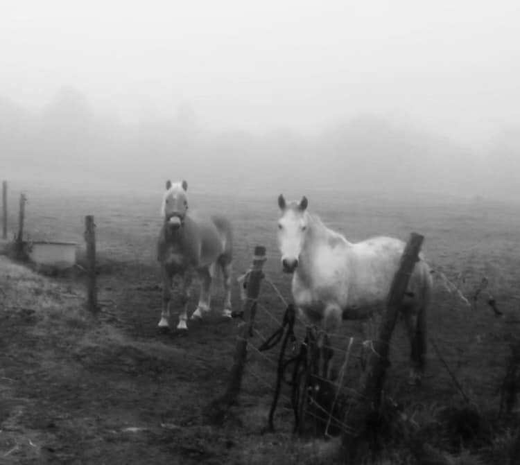 You are currently viewing Chevaux