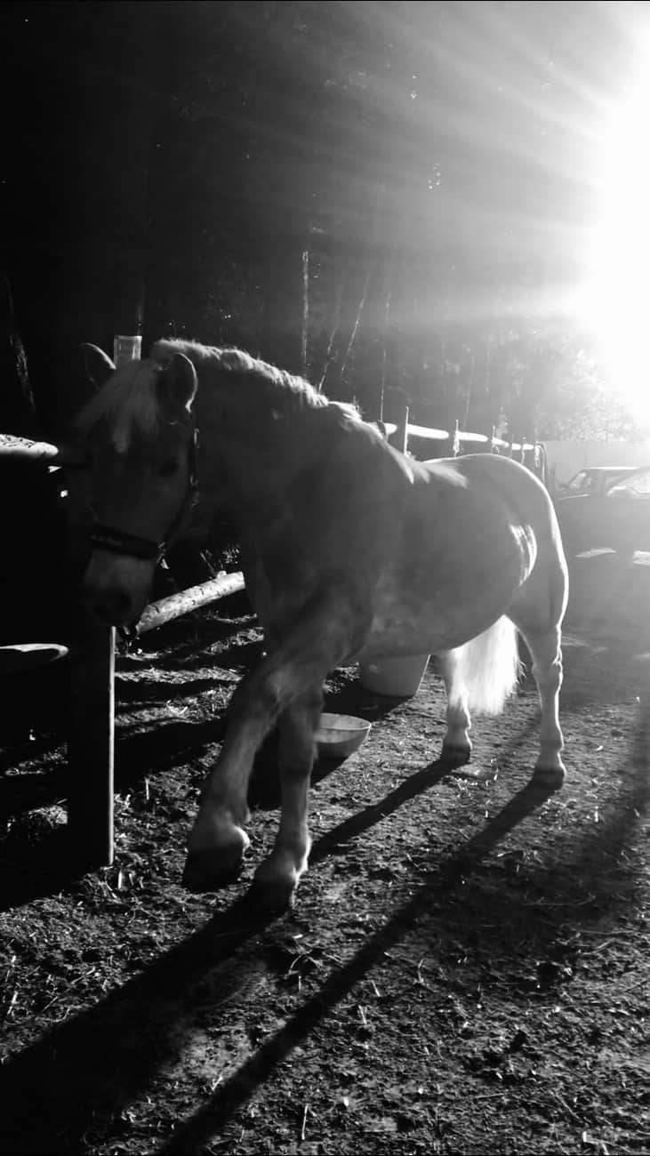 You are currently viewing Cheval
