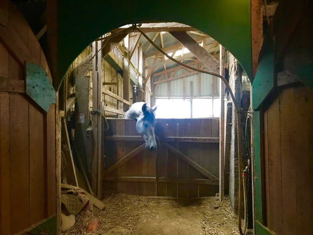 You are currently viewing Cheval