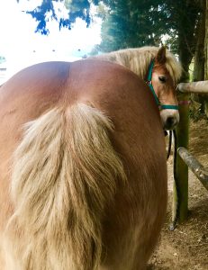 Lire la suite à propos de l’article Cheval