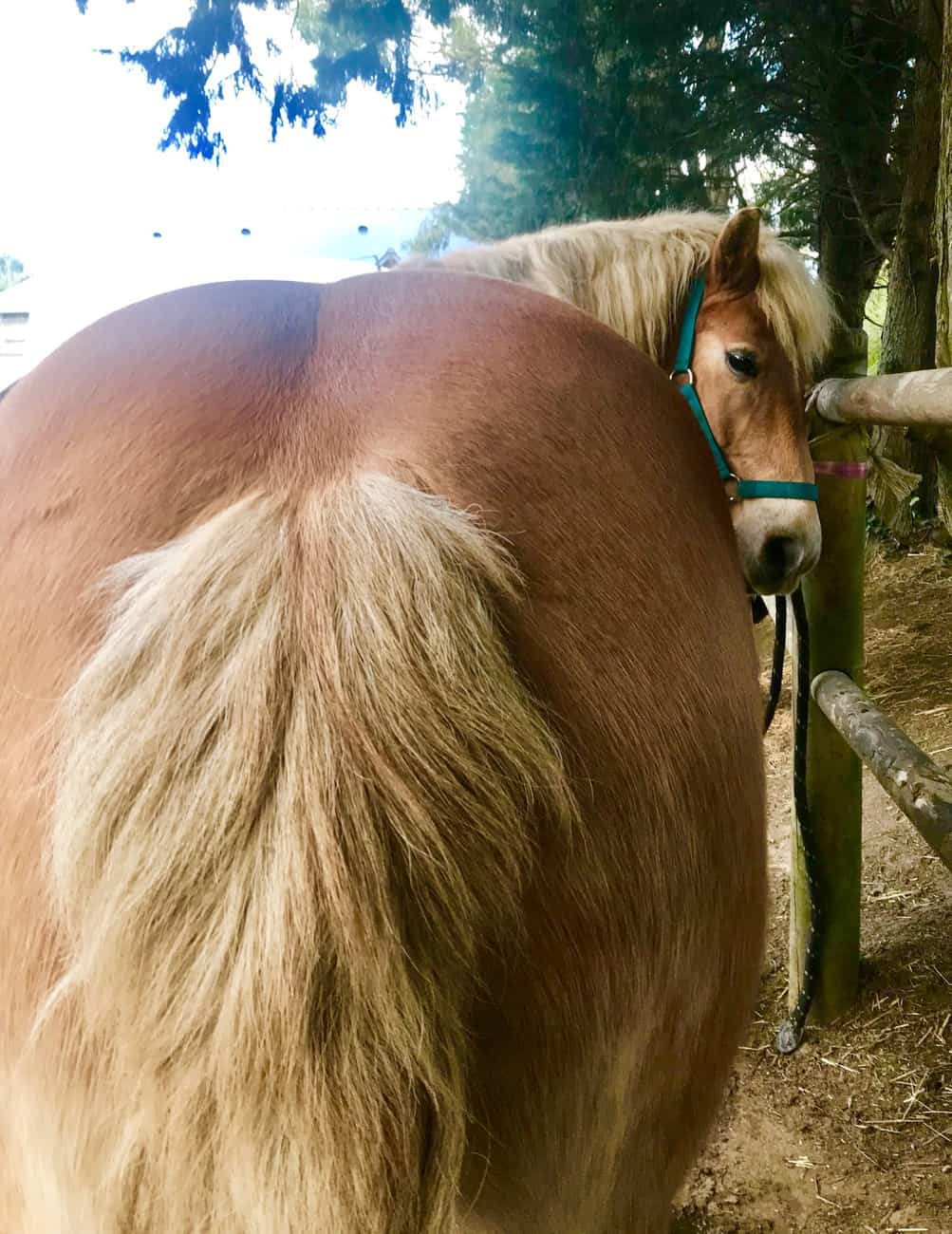 You are currently viewing Cheval