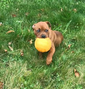 Lire la suite à propos de l’article Chien