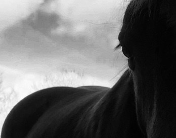 You are currently viewing Ombre Cheval