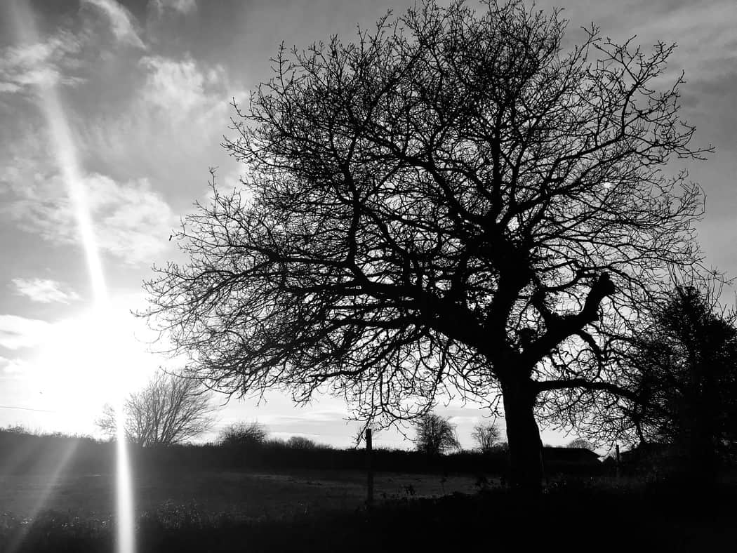You are currently viewing Arbre