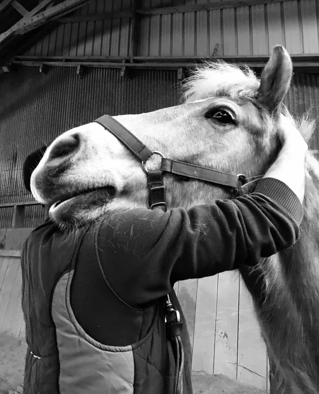 You are currently viewing Cheval