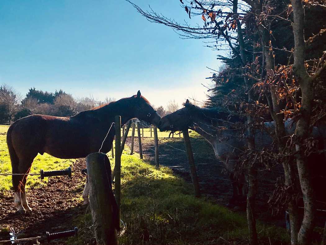 You are currently viewing Chevaux