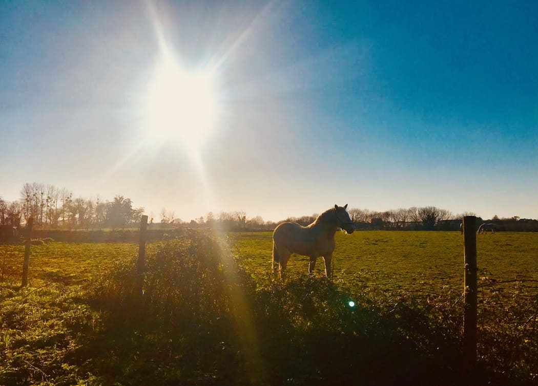You are currently viewing cheval