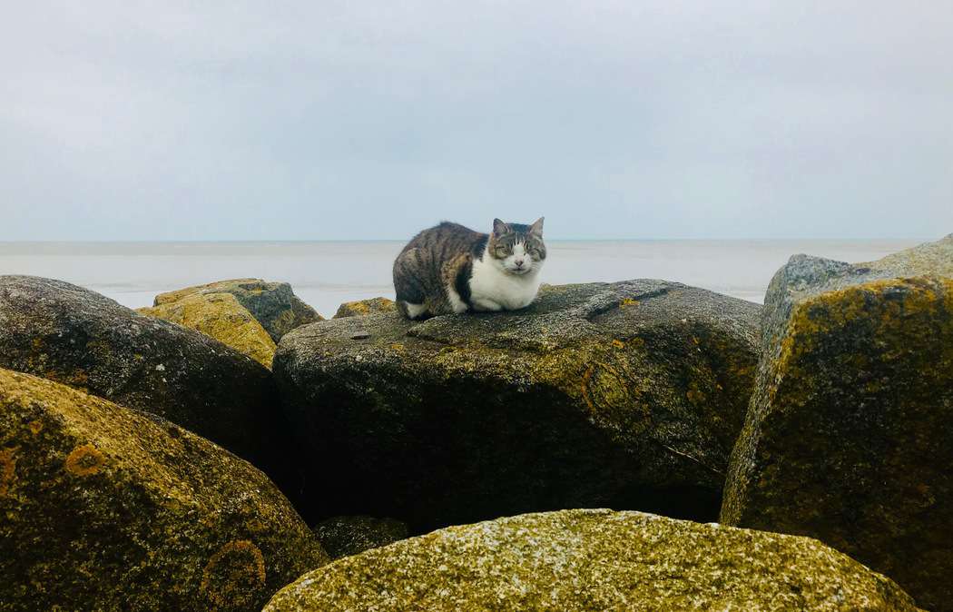 You are currently viewing Chat