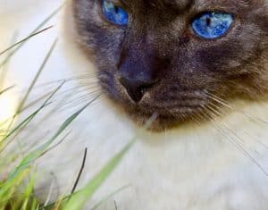 Lire la suite à propos de l’article Chat